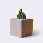 cactus2-free-img-1.jpg